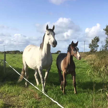 Dromelihy House Stud カントリーハウス *