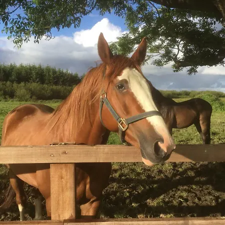 Dromelihy House Stud 컨트리하우스 둔백