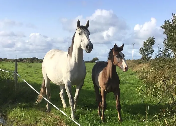 Dromelihy House Stud Hétvégi ház *