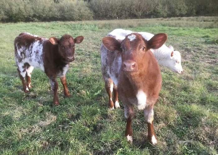 Dromelihy House Stud Hétvégi ház